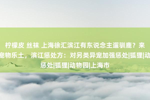 柠檬皮 丝袜 上海徐汇滨江有东说念主遛驯鹿？来自近邻市集宠物乐土，滨江惩处方：对另类异宠加强惩处|狐狸|动物园|上海市